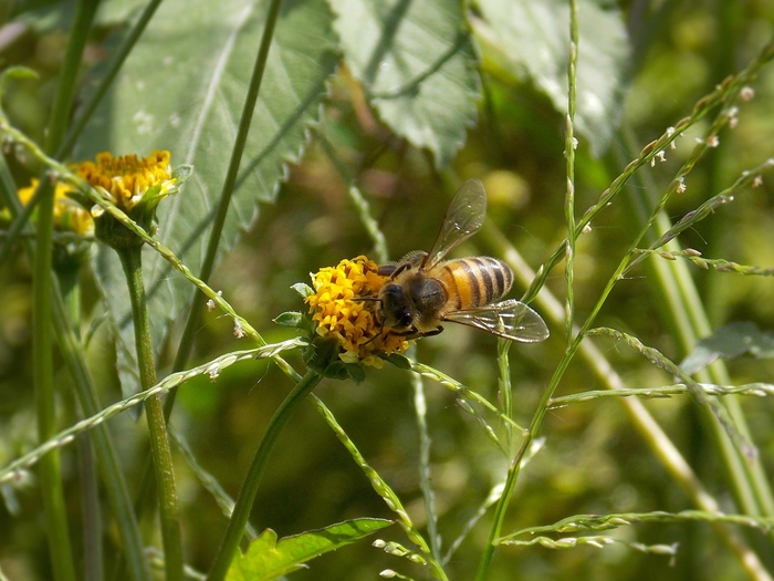 Freiwilligenprojekte draußen im Grünen